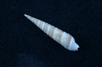藏品(紅筍螺)的圖片